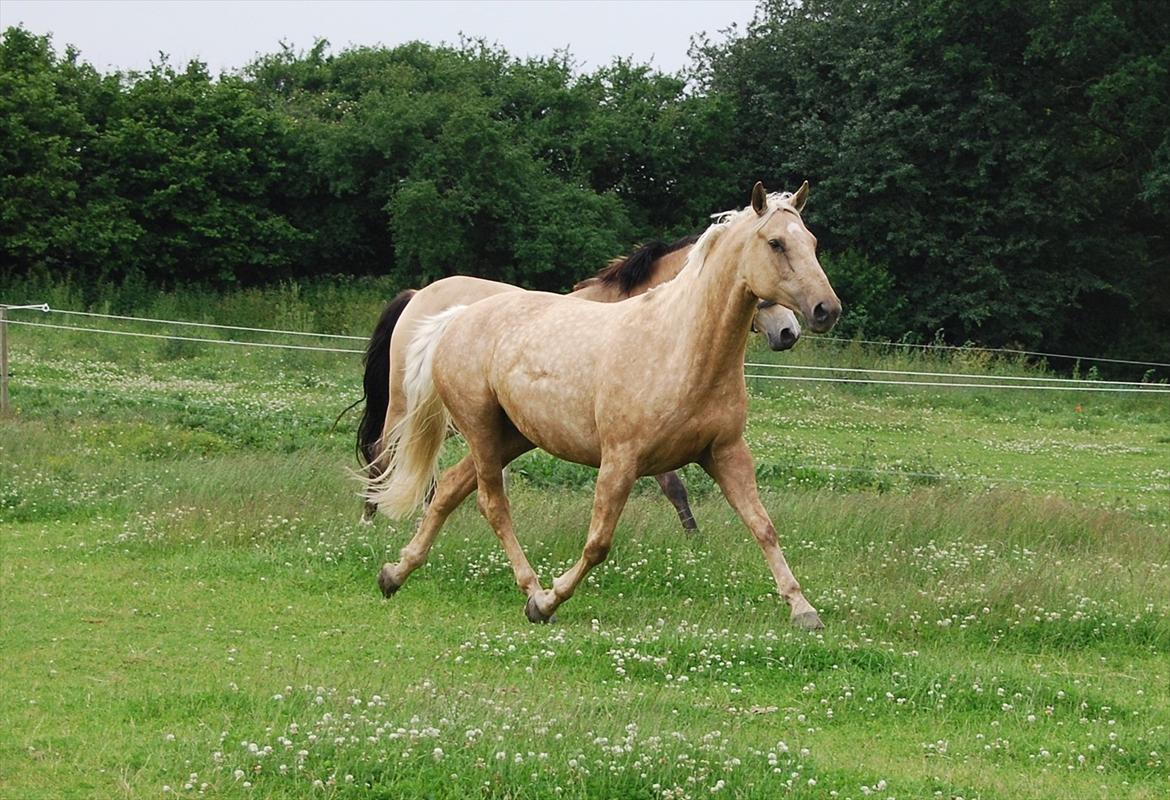 Palomino Axélls Bette Davis - Folden med Cayenne den 30-06-2012.. billede 18