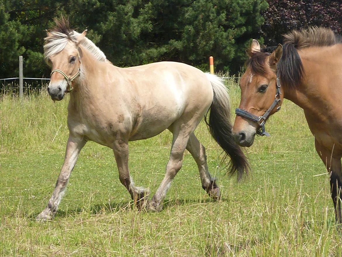 Fjordhest Mastrup Ally - Den 30/6 12
Den lækre pony på fold :-D billede 6