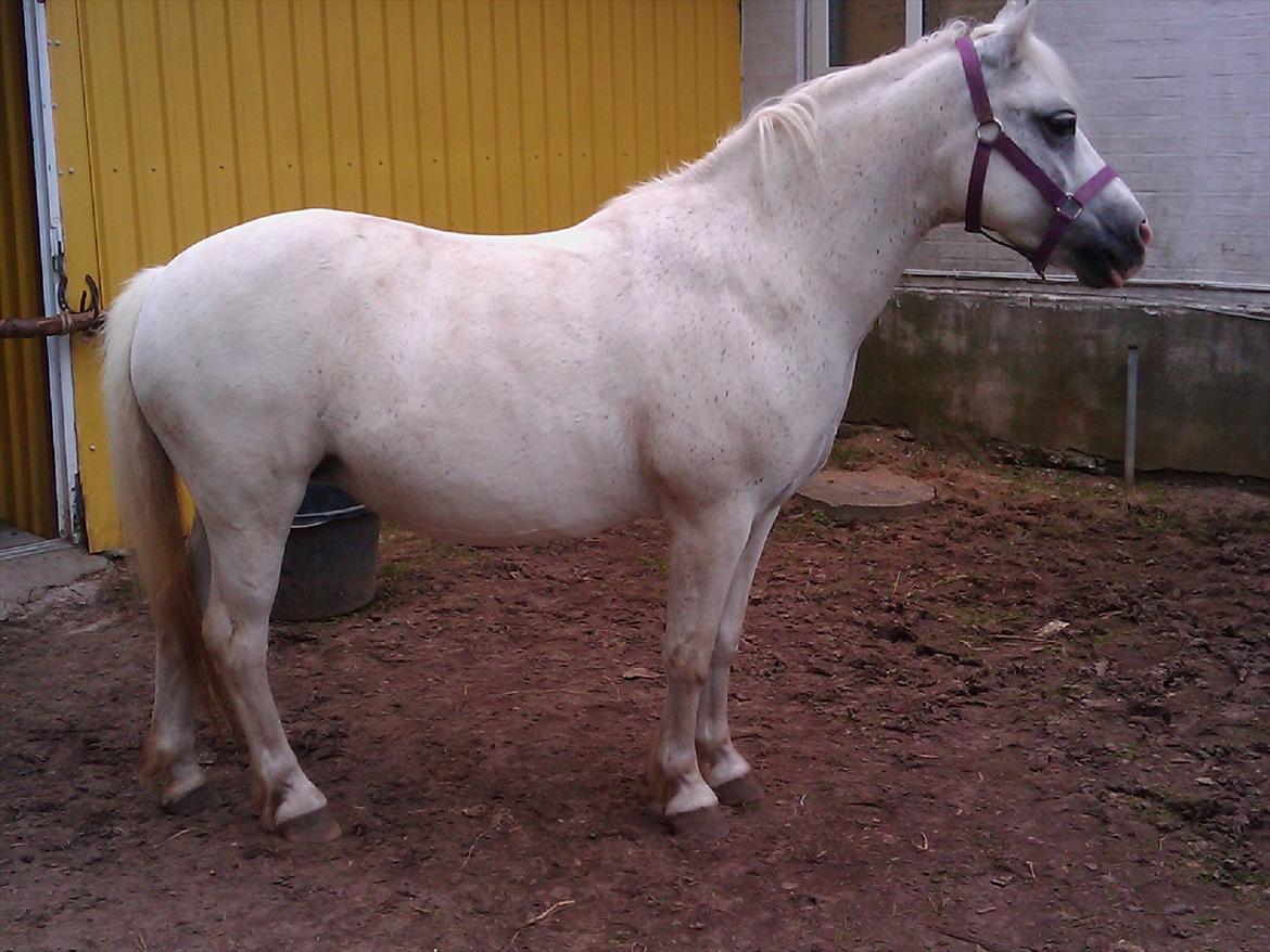 Anden særlig race Bella <3 Hvil i fred  <3 - 28.06.12 billede 6