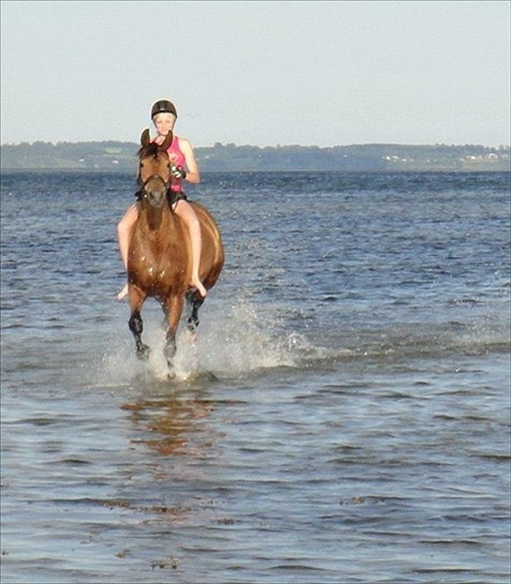 Anden særlig race Lady - mig og lady på stranden elsker dig lady<3<3<3<3<3<3<3

foto:thea billede 16