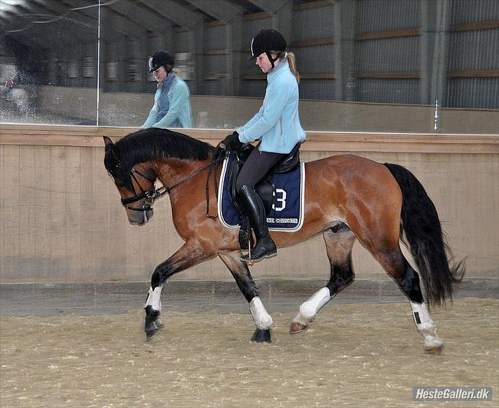 Welsh Cob (sec D) Lindbergs Milton *B-pony* - En af de første gange jeg var ude ved ham. billede 5