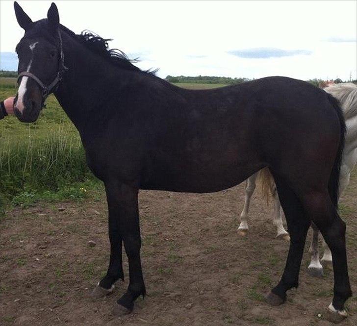 Oldenborg Anastasia billede 1