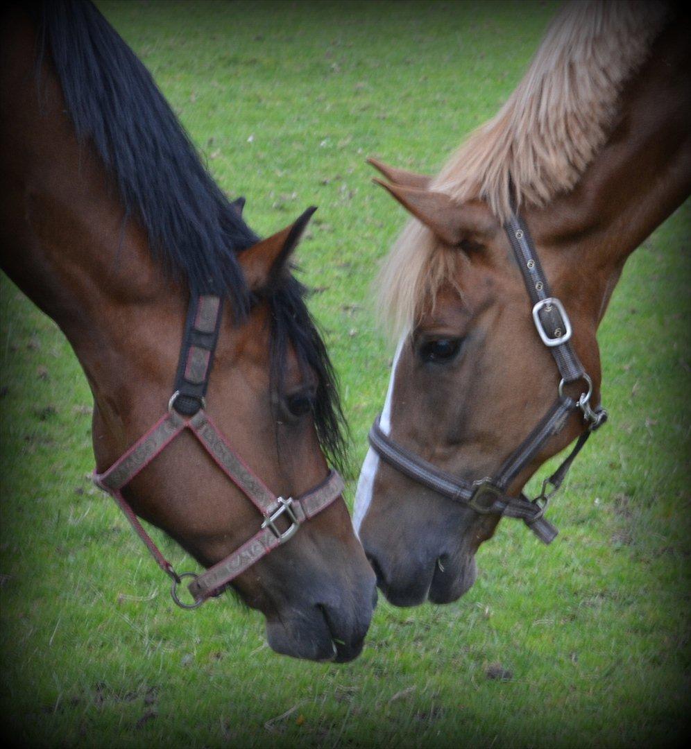 Welsh Cob (sec D) Lindbergs Milton *B-pony* - Mine to dejlige basser! billede 6