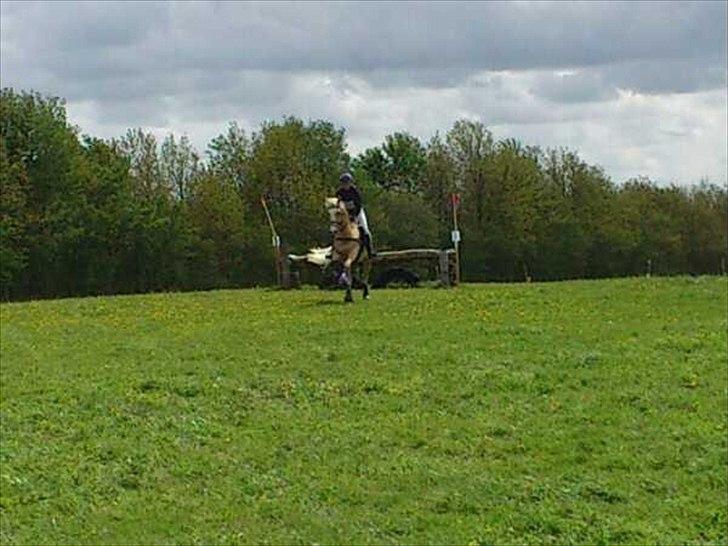 Palomino Coco`s Calypso - cnc80 vejen maj 2012 billede 15