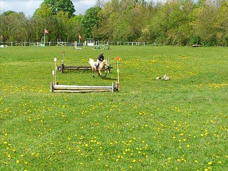 Palomino Coco`s Calypso - cnc80 vejen maj 2012 billede 13