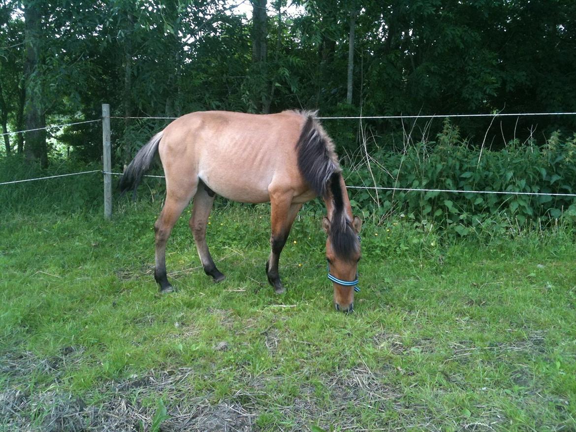 Anden særlig race Lucky [Udlånt] - Sommer 2012 billede 19