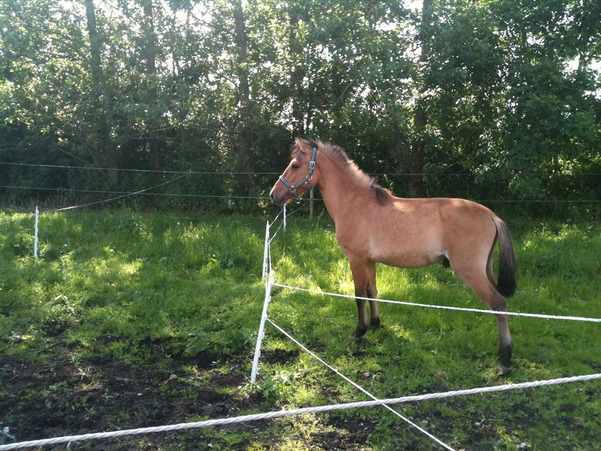 Anden særlig race Lucky [Udlånt] - Sommer 2012 billede 20