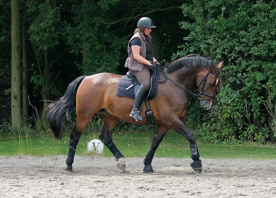Oldenborg • Malibu af Toftelundgaard • - Dressur træning billede 20