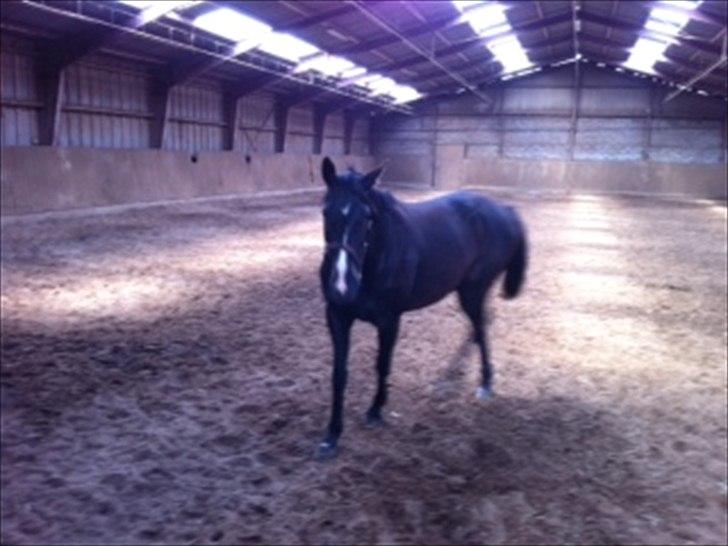 Oldenborg Anastasia billede 4