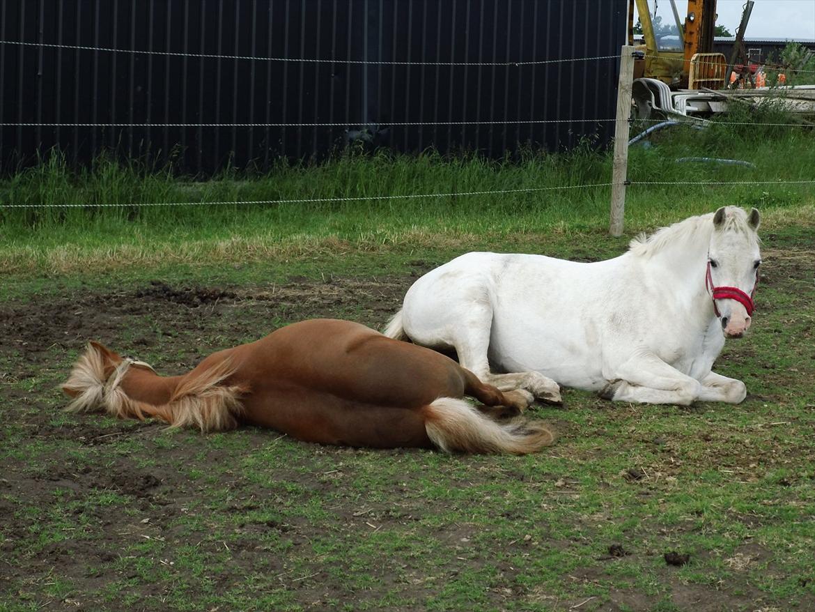 Shetlænder Rosie aka lynet mcqueen xD (min egen) - Det hårdt og være pony :) billede 8