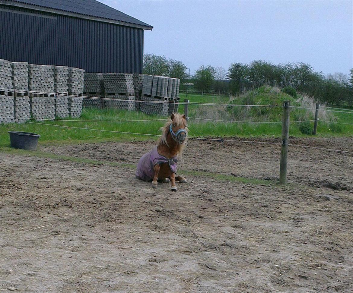 Shetlænder Rosie aka lynet mcqueen xD (min egen) billede 9
