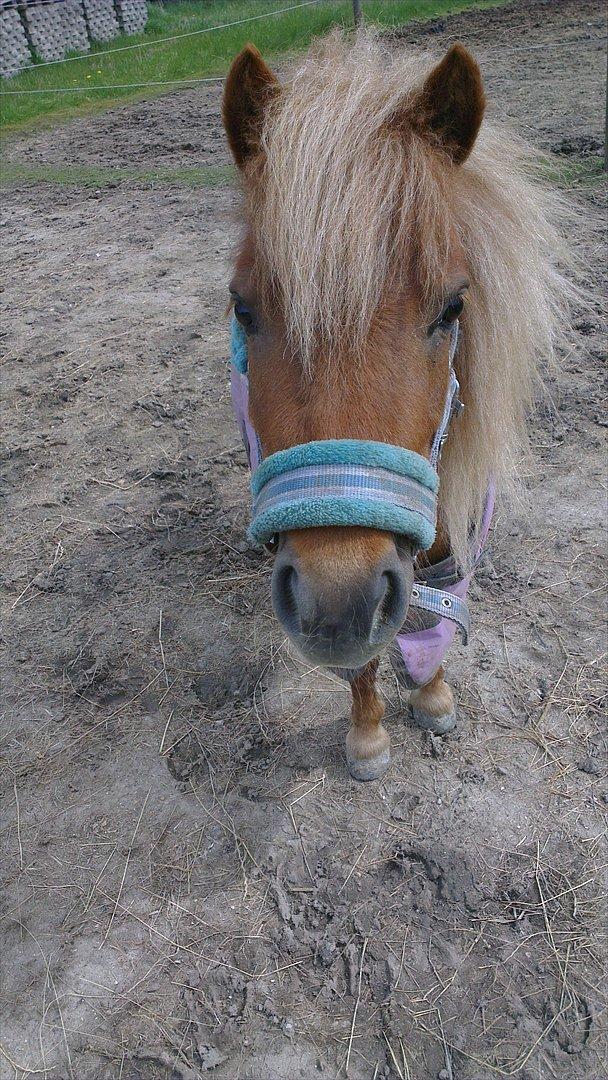 Shetlænder Rosie aka lynet mcqueen xD (min egen) billede 1