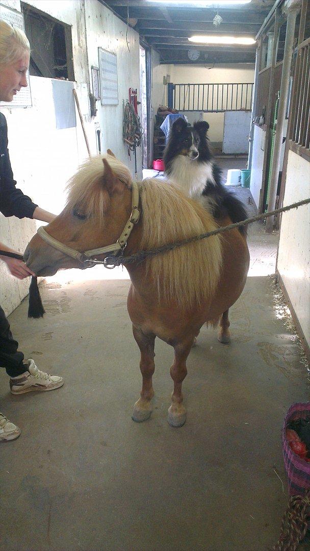 Shetlænder Rosie aka lynet mcqueen xD (min egen) - Rosie med hendes nye rytter Crazy :) billede 10