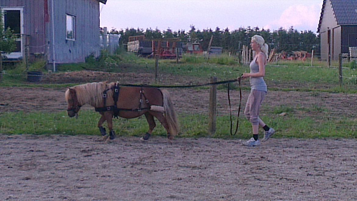 Shetlænder Rosie aka lynet mcqueen xD (min egen) billede 11