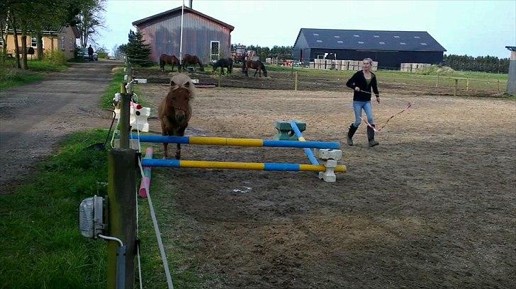 Shetlænder Rosie aka lynet mcqueen xD (min egen) - Springer mellem 40 og 50 cm :) billede 12
