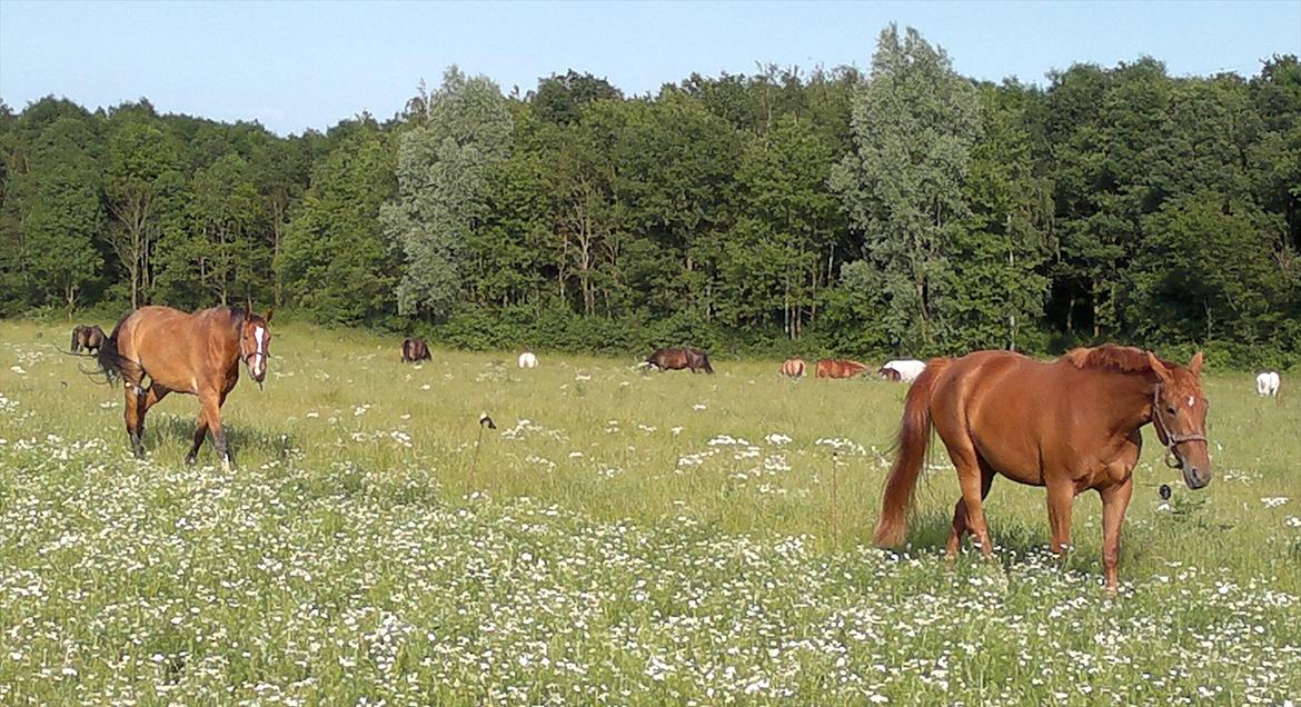 Svensk Varmblod Zelebien DM - SOLGT - - Skønt med heste der kommer når man kalder ;-) billede 19
