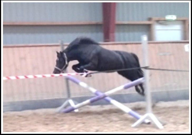 Welsh Pony af Cob-type (sec C) Queen Gabbi - SOLGT - - Springfidusen Gabbi :-) billede 19