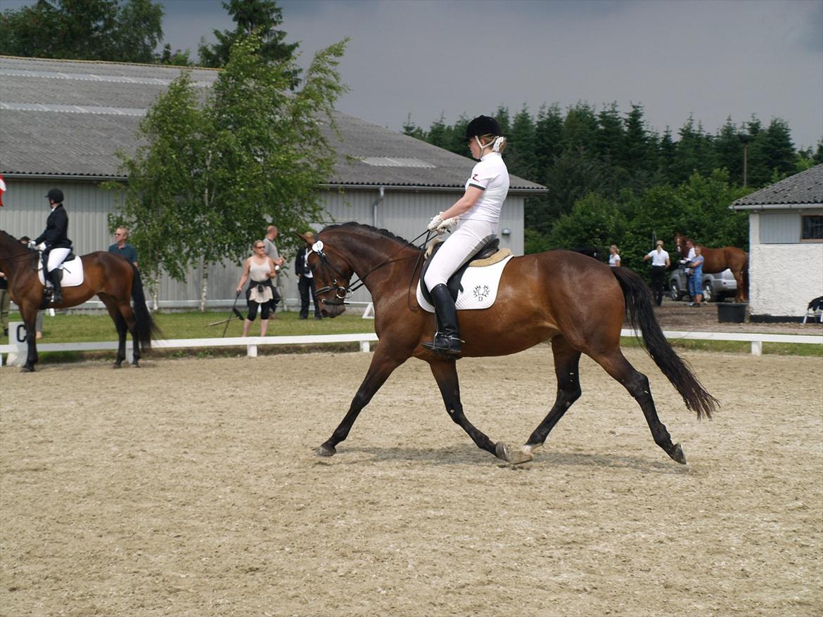 Trakehner Katalie Dyrhave billede 20