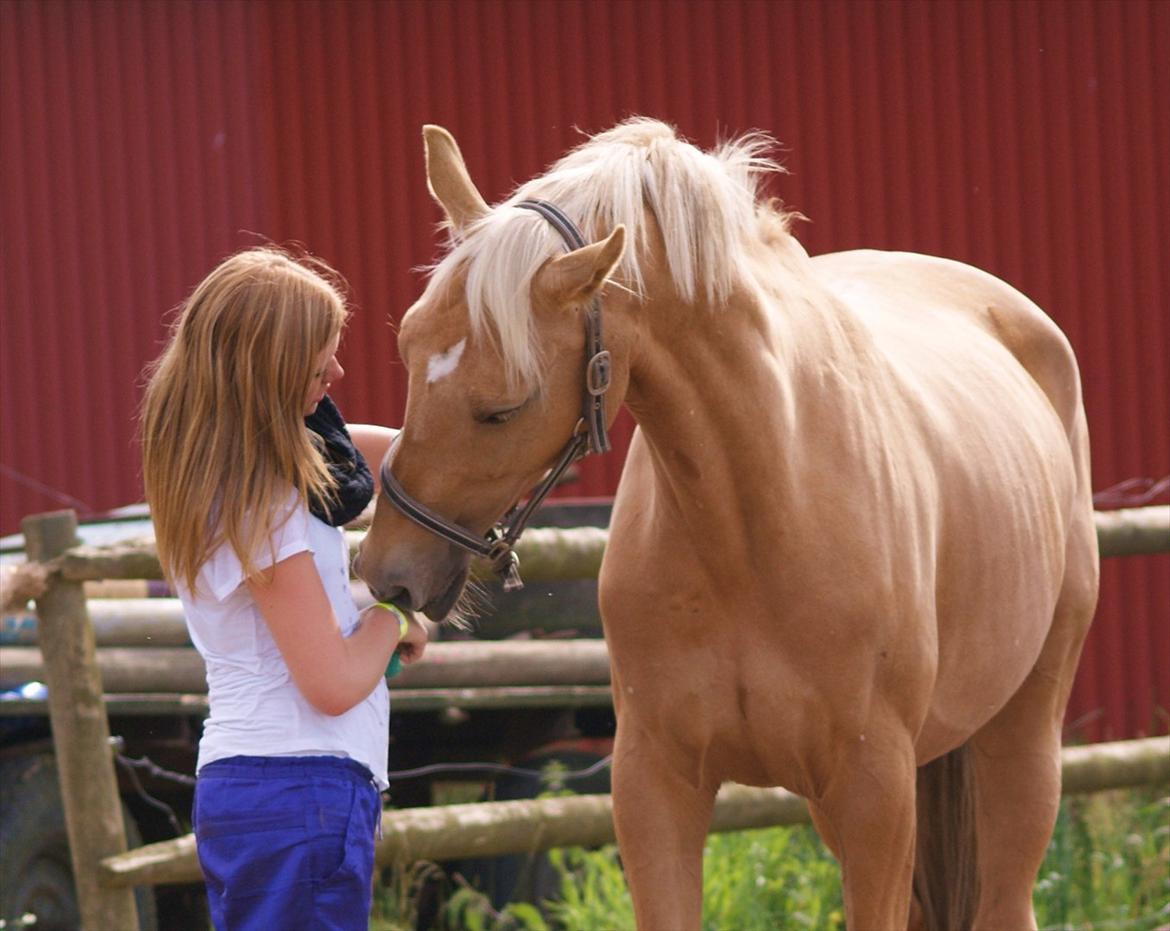 Palomino Guldhyppen Disalica :-I  - Sidste dag med gyldhyppen - Vil elske dig  FOR EVIGT OG ALTID! <3 billede 1
