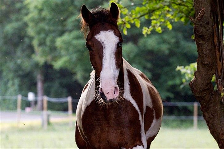 Pinto Berlian Kasar billede 16