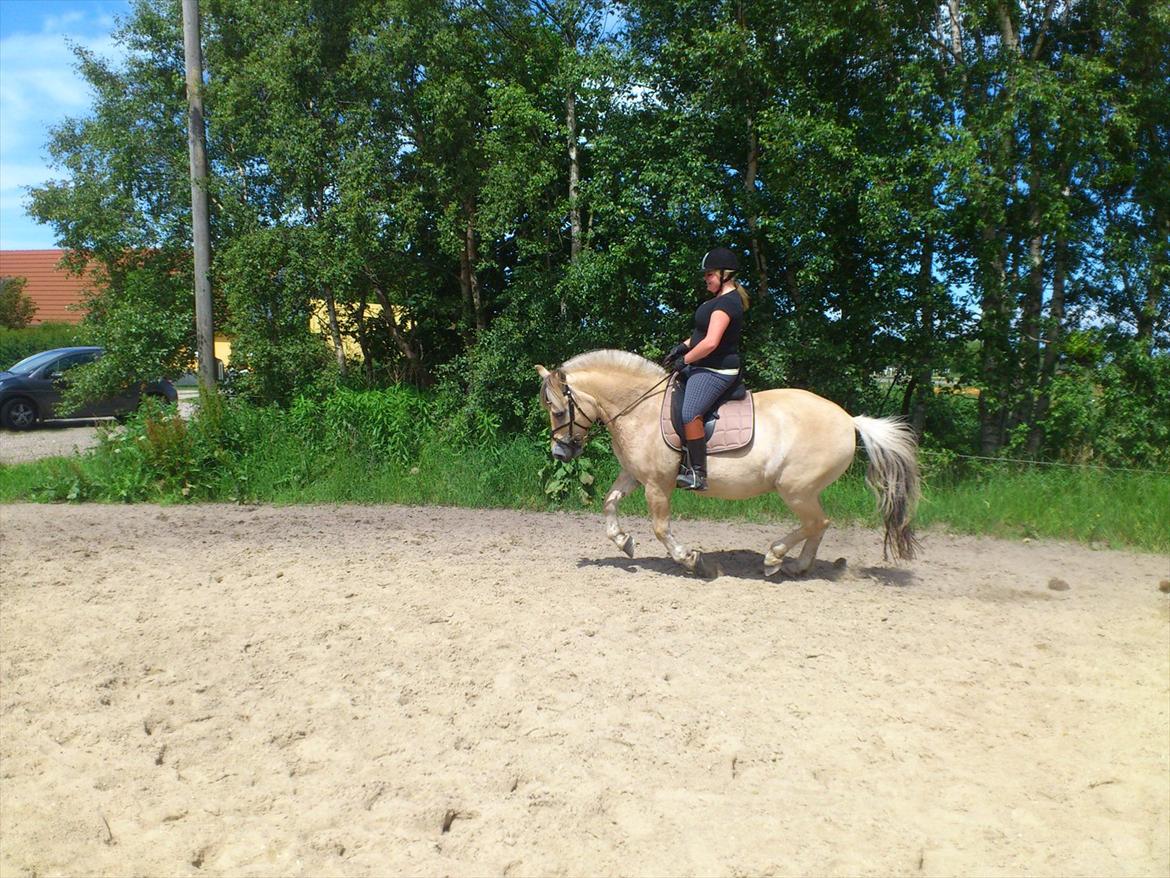 Fjordhest felix R.I.P billede 6