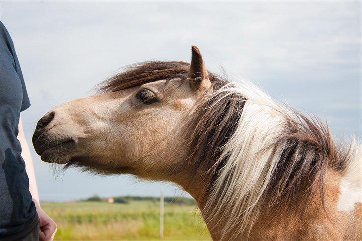 Anden særlig race Dansemusen Muddi - ~ Nogle heste er så dejlig nemme, at visse unoder bliver overset..!! xD ~ billede 19