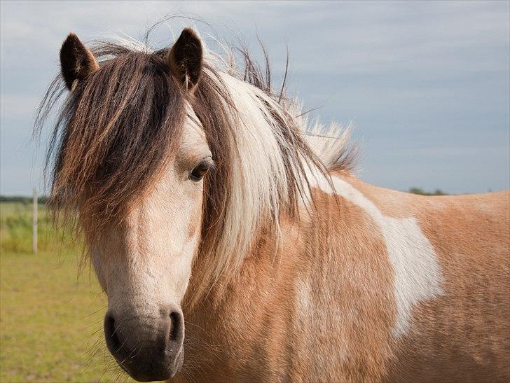 Anden særlig race Dansemusen Muddi - ~ <3 ~ Velkommen til dansemusen's profilos...!! ~ <3 ~ billede 1