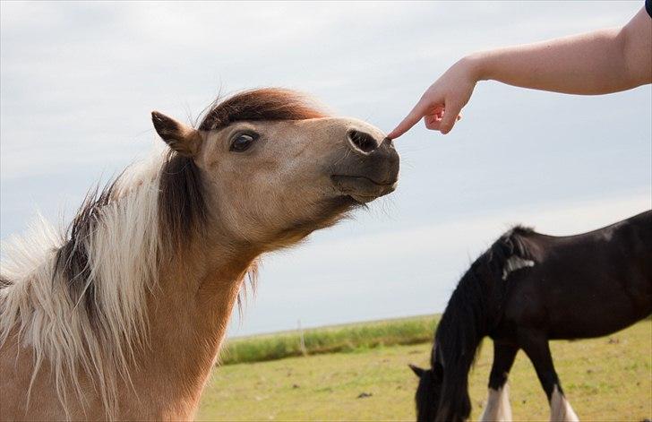 Anden særlig race Dansemusen Muddi - ~ Gør hvad du kan for at grundlægge gide vaner fra begyndelsen.. ~ KM billede 11