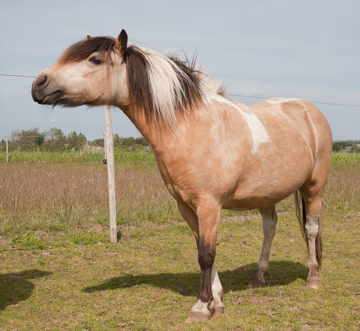 Anden særlig race Dansemusen Muddi - ~ Begynd ved begyndelsen..!! Før man kan andet, må man først skabe tillid, respekt og tilknytning til hesten.. ~ <3 billede 6