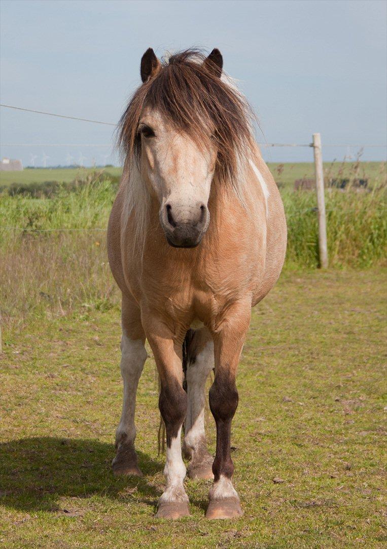 Anden særlig race Dansemusen Muddi - ~ Forsøg hele tiden at forstå livet, fra hesten's synsvinkel..!! <3 ~ KM billede 2