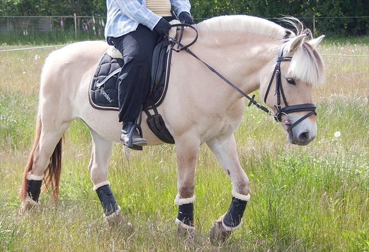 Fjordhest Sally (Lånehest) ~ True Friend ~ - <3<3 En pony er en barnedrøm, en hest er den voksnes dyrbare skat,,!! <3<3 - Rebecca Carrol billede 7