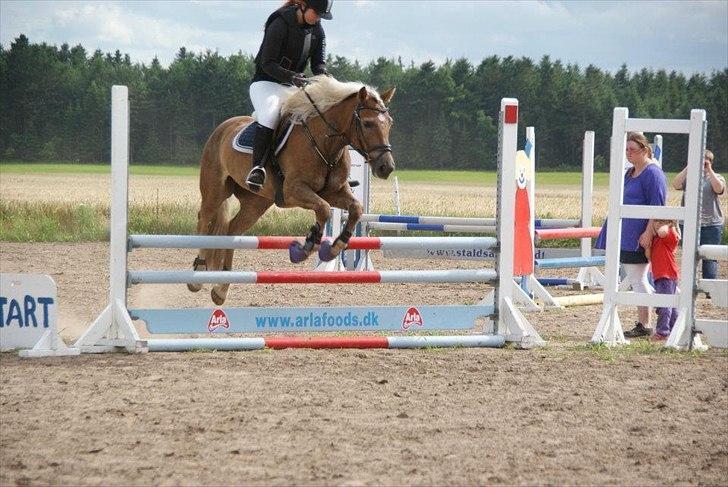 Tyroler Haflinger Nam Nam *DrØmMePoNyEn*  - Stævne 30 juni  - Julie Pransgaard springer  billede 14