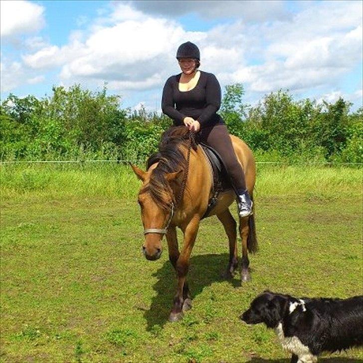 Anden særlig race Adeilo *R.I.P* - Første gang med rytter på ryggen 30 juni 2012 billede 20