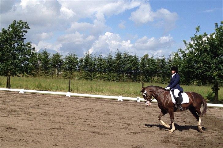 Welsh Cob (sec D) Nebles too much white "altid i mit hjerte! billede 4