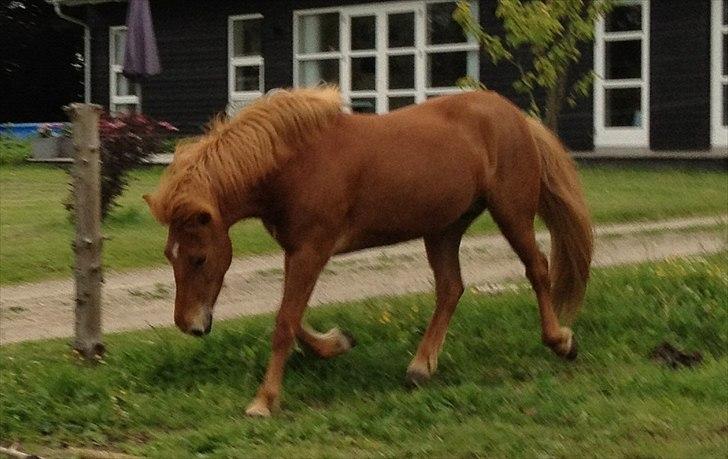 Islænder Fäla Fra Store Ørts - my star!<3 billede 6