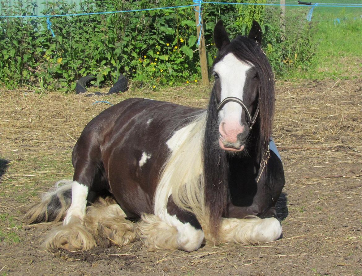 Tinker Shakila´s Shadow billede 1