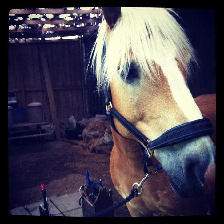 Haflinger Absalon billede 4