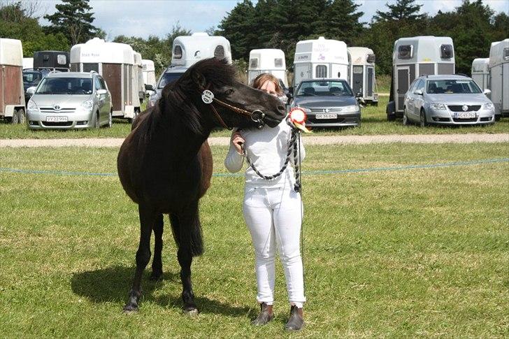 Islænder Nanna fra Sjørslev - så var vi til dyrskue i lemvig 2012 billede 1
