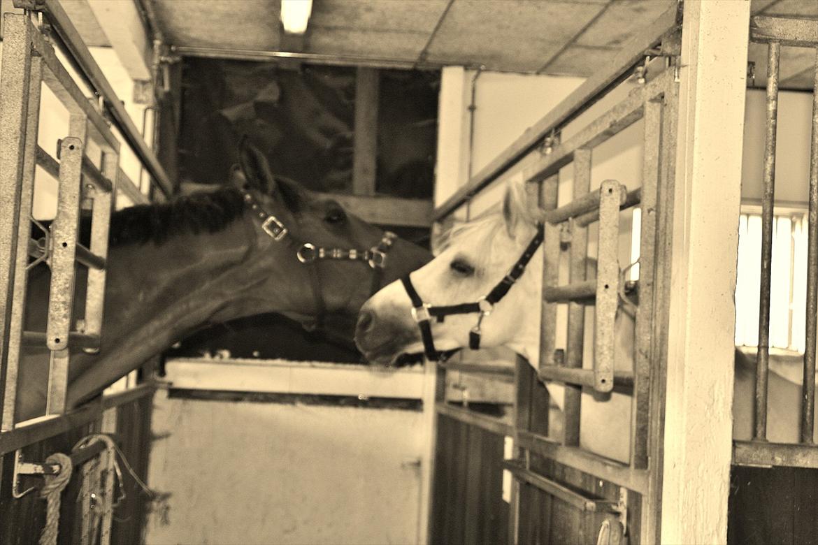 Connemara Mona - Foto: Louise Heilmann K Sørensen (mig) billede 6