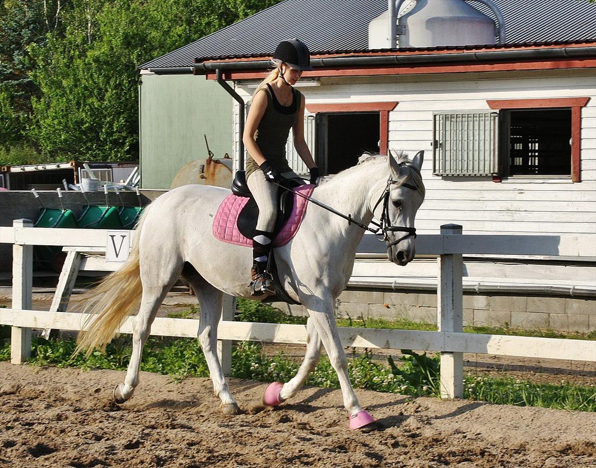 Connemara Mona - Foto: Amalie Lilja Reimer  billede 17