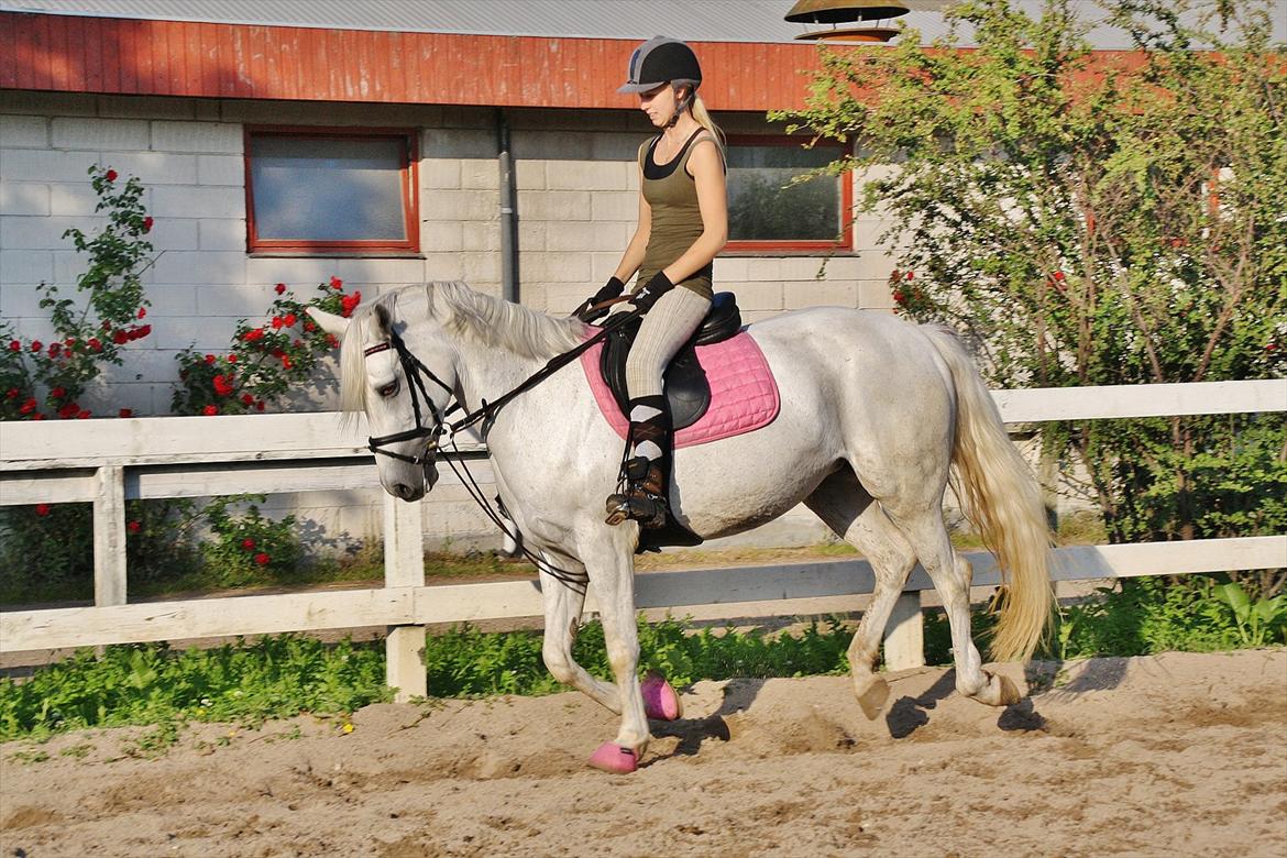 Connemara Mona - Foto: Amalie Lilja Reimer  billede 7