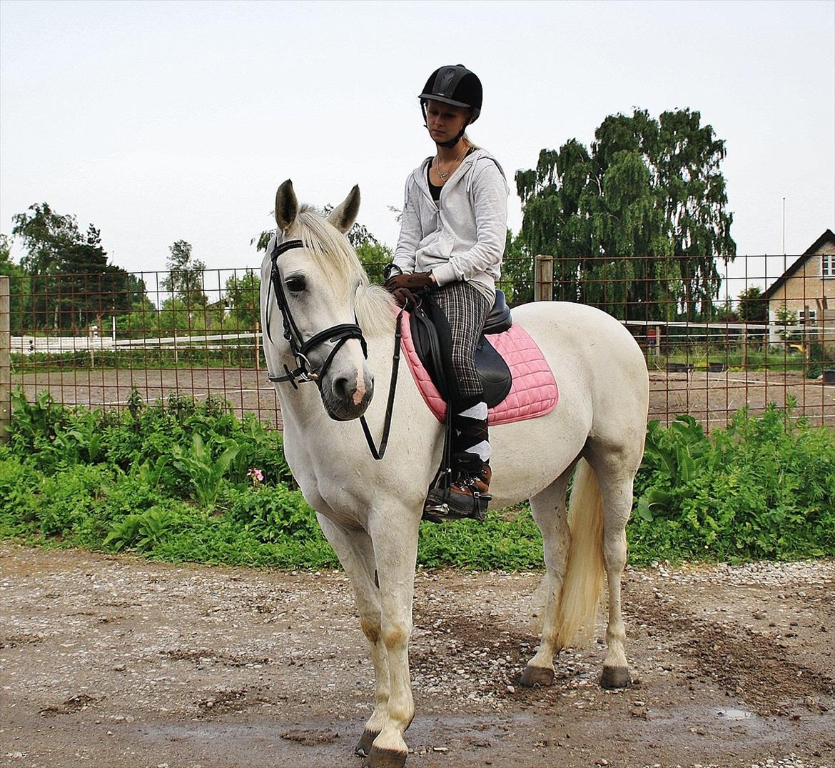 Connemara Mona - Foto: Amalie Lilja Reimer  billede 4