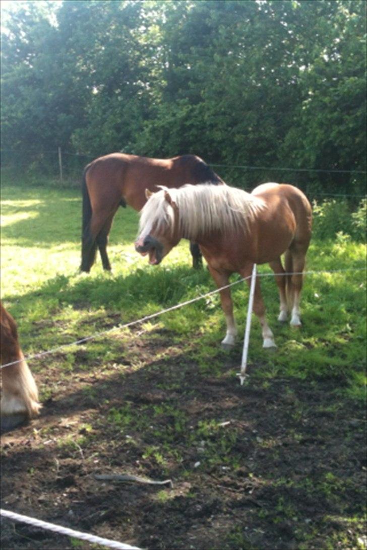 Haflinger Alladin - Sommer 2012 billede 12