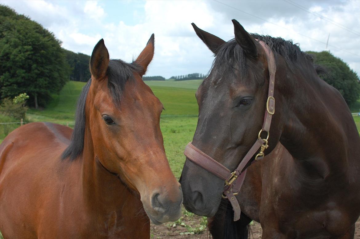 DSP BIRKELUND'S FLAMME - Flamme og Søsser på fold :D Juli 2012 billede 13