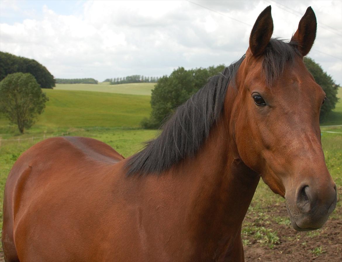 DSP BIRKELUND'S FLAMME - Velkommen Til Flammes profil! :D billede 10