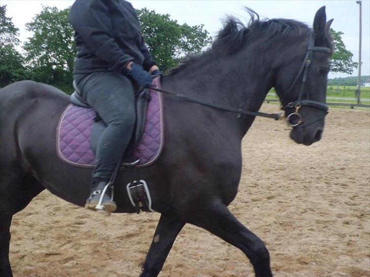 Frieser sietske van de sweach billede 14