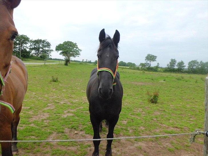 Frieser sietske van de sweach billede 20