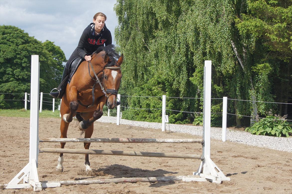 Dansk Varmblod Solbakkegårds Le Monty - Phelia og Monty springer 2012 billede 2