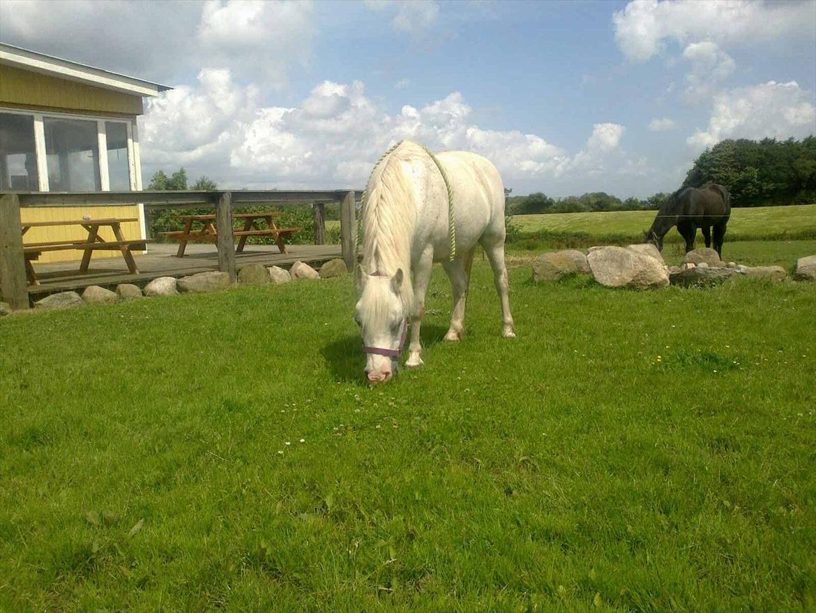 Anden særlig race Bella <3 Hvil i fred  <3 - bella som står ude i det fri uden nogen holdte hinde min mor var inde og hælde foder op til hinde så hun stod helt selv

01.07.12 billede 5