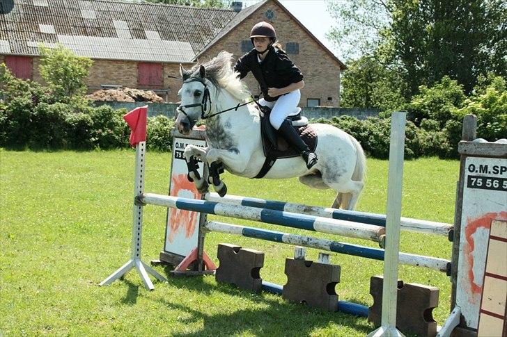 Anden særlig race Müseli<3 ( bornholms og klub mester ) - velkommen til ponyen bassens profil! <3<3 billede 2